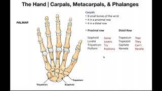 Bones and Joints of the Hand [upl. by Ardnikat]