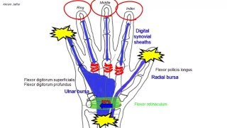 Synovial flexor sheaths in the palm [upl. by Adnerol349]