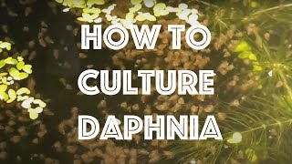 How To Culture Daphnia Magna [upl. by Poler]