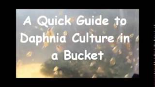 How to culture daphnia outside [upl. by Yendys]