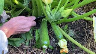 How to harvest delicious courgetteszucchini at the perfect time [upl. by Neeuq]