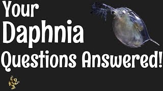 Daphnia Questions Answered [upl. by Weston]