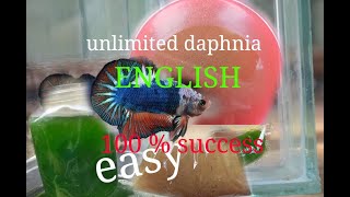 daphnia moina culture Easy way Unlimited production English  with sub Green water Chlorella [upl. by Doralia]