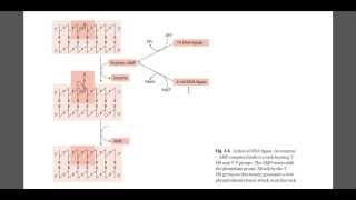 DNA ligase mechanism [upl. by Mela801]