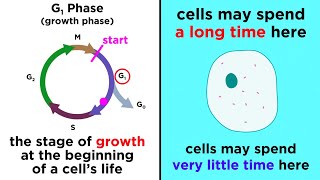 The Cell Cycle and its Regulation [upl. by Scopp401]