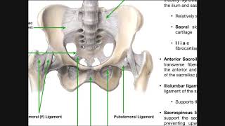 The Sacroiliac Joint Part 1  Major Ligaments amp Structures [upl. by Kooima]