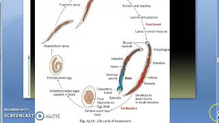 Parasitology 200 b Hookwormancylostoma duodenalelife cycleeggadultrhabdiformfilariform larva [upl. by Adley]