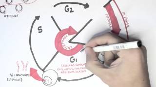 Cell Cycle Overview Interphase [upl. by Letsou]