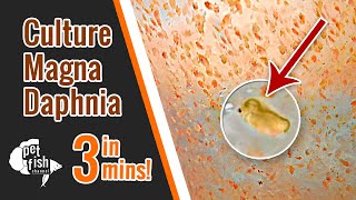 How to culture DAPHNIA MAGNA  The easy way [upl. by Ardni710]