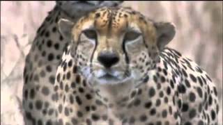 Amazing Cheetah Chase Compilation [upl. by Daegal]