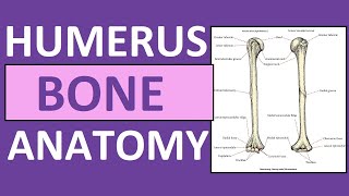 Humerus Bone Anatomy and Physiology Lecture [upl. by Hayikaz]