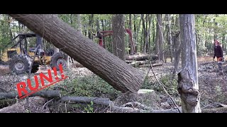 Tree Falling Compilation TIMBER [upl. by Lusty]