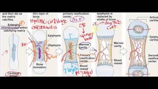 Endochondral Ossification [upl. by Laenaj]