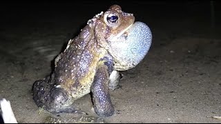 American Toad mating calls Anaxyrus americanus  Herpetology  Revival By Nature [upl. by Scornik]