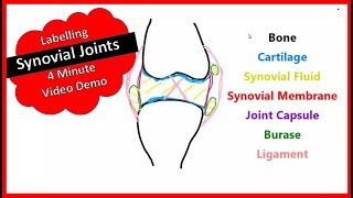 Synovial Joint  Video Labelling [upl. by Petrie]