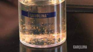 How to Care for Daphnia [upl. by Bricker]