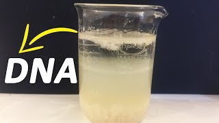 How To Extract DNA From Banana At Home [upl. by Winola]