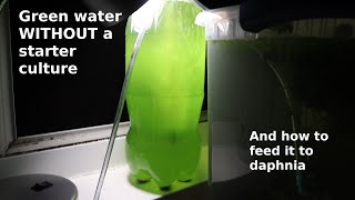 Green Water WITHOUT a Starter Culture  From Scratch  How To [upl. by Nyliahs]