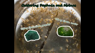 How To Culture Daphnia and Moinas using Green Water Spirulina powder [upl. by Jed]