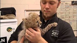 TOOCUTE VIDEO Baby Cheetahs [upl. by Sherman]