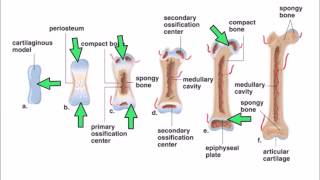 6 Ossification [upl. by Wrench]