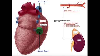 Release amp Functions of Atrial Natriuretic Peptide ANP [upl. by Tham]