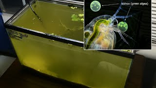 Raising Daphnia for the Freshwater Aquarium [upl. by Benedikta365]