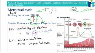 The Menstrual Cycle  IB Biology Revision notes topic 6 [upl. by Lambertson]