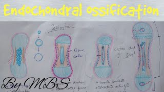 Endochondral ossification  easy explaination [upl. by Acimaj120]