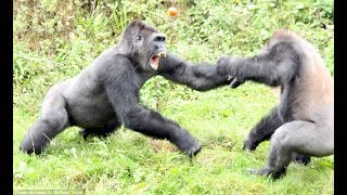 Top 5 Gorilla Fights On Camera  Zoo Fight [upl. by Allemrac983]