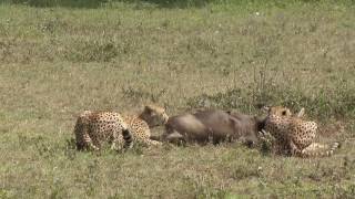 Cheetahs Hunting for wildebeest [upl. by Ansilma]