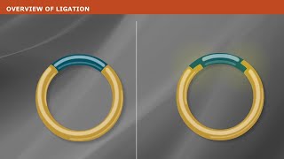 DNA Ligation [upl. by Aihsram]