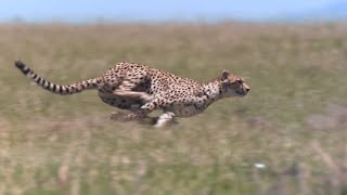 Cheetah  Chase Compilation [upl. by Clarisse]