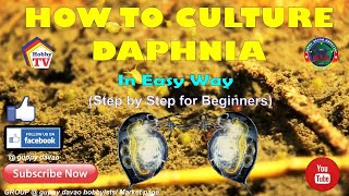 HOW TO CULTURE DAPHNIA In Easy Way [upl. by Lanor407]