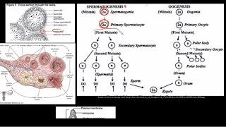 Grade 12 Life Sciences Human Reproduction Part 2 [upl. by Nnylesor367]